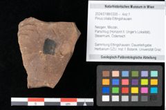 Foto (Objekt + Etikett) von Cathaya sp. (NHMW-GEO-2024-0188-0335)